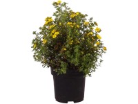 Fingerstrauch Dakota Sunspot Potentilla fruticosa Topf 2,8 l