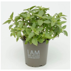 Basilic thaï bio en pot (Ø 13cm) avec feuilles vertes.