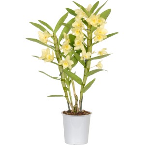 Orchidée bambou Nobilee avec fleurs jaune-orange en pot (environ 12 cm Ø) pour intérieur.