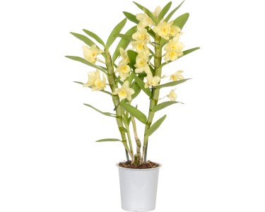 Bambusorchidee Nobilee Dendrobium 2-Trieber Gelb-Orange Topf  12 cm / 1  Stk.
