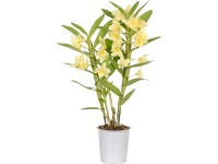 Bambusorchidee Nobilee Dendrobium 2-Trieber Gelb-Orange Topf Ø 12 cm / 1 Stk.