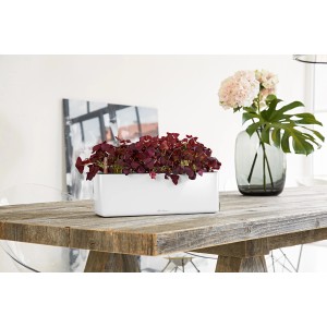 Lechuza Cube Glossy Triple, jardinière blanche avec trèfle rouge sur table en bois.