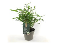 Gartenbambus One Boo Fargesia assortiert Topf Ø 14 cm / 1 Stk. Gartenbambus One Boo Fargesia assortiert Topf Ø 14 cm / 1 Stk.