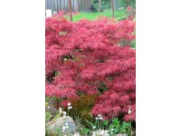 Japanischer Fächerahorn Topf Ø  23 cm / Höhe 80 - 100 cm