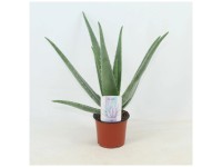 Aloe Vera Topf Ø ca. 12 cm