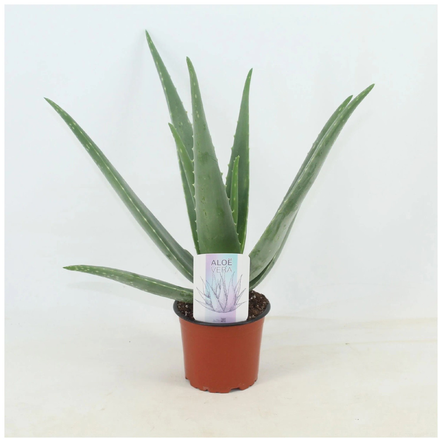 aloe vera dries skin Lencolor Aloe Vera Gel Moisturizing Soothing Gel Cream 100g For Sunbur main image 1