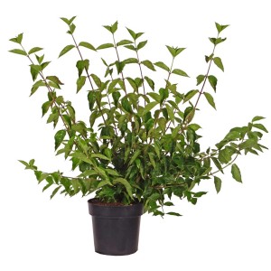 Corniolo (Cornus mas) in vaso da 4,5 l, arbusto verde per posizioni soleggiate o parzialmente ombreggiate.