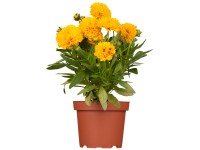 Mädchenauge Topf-Ø ca. 12 cm Coreopsis