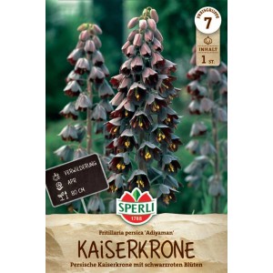 Sperli Kaiserkrone Adiyaman Blumenzwiebel mit purpur-schwarzen Blüten.