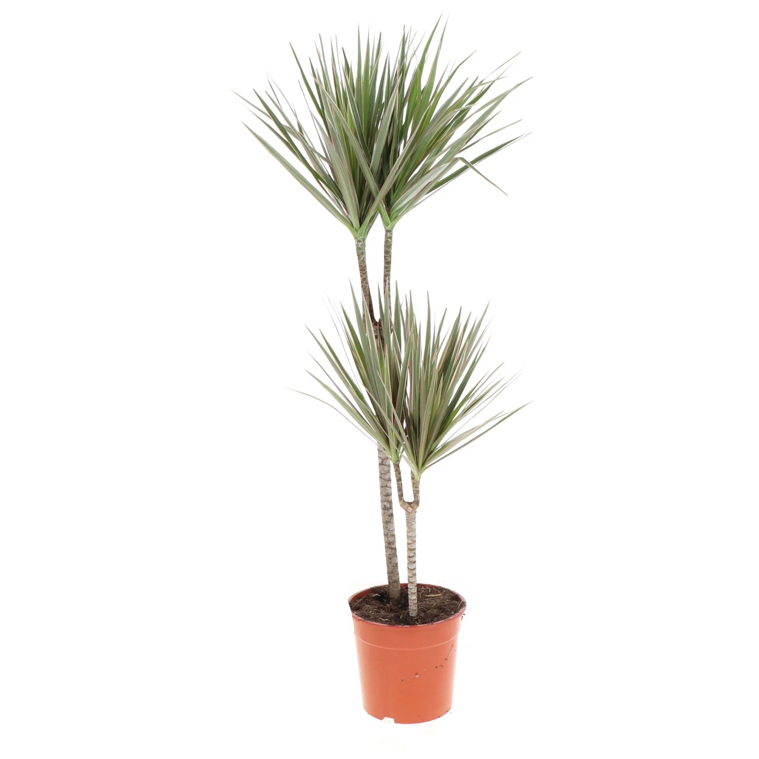 Drachenbaum Dracaena marginata Topf  24 cm