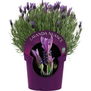 OBI Schmetterlingslavendel im Topf, violette Blüten, ideal für Balkon und Garten.