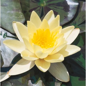 Ninfea gialla 'Chromatella' in vaso, primo piano del fiore con foglie di ninfea sullo sfondo.