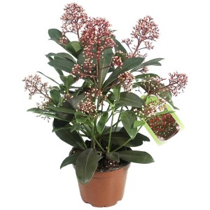 Skimmia japonica in vaso con boccioli rosa-bianchi e foglie verdi.