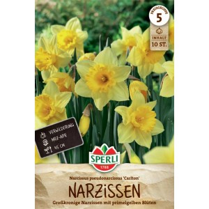 Sperli Narzisse Carlton, großkronige, gelbe Blumenzwiebeln im Detail.