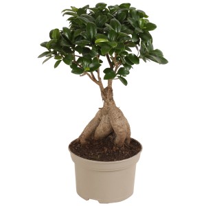Ficus microcarpa Ginseng in vaso (Ø 15cm) con radici marcate e foglie verdi.