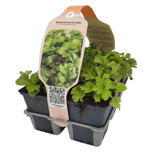Waldsteinia Jaune lot de 6, pot Ø env. 9 cm, fraisier doré comme couvre-sol pour les endroits ombragés.