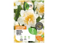 GROW by OBI Narzisse Sweet Desire Weiss-Gelb / 7 Stk.