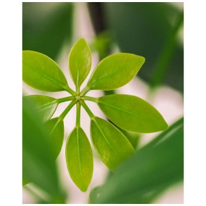 Gros plan sur les feuilles vertes d'une plante d'intérieur Feey Schefflera.