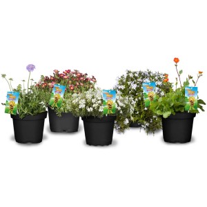 Diverses plantes vivaces Biene Maja pour abeilles en pot Ø 13 cm, plantes en pot fleuries.