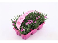 Dianthus Pink Kisses 6er-Tray