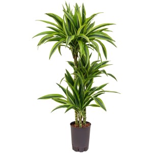 Plante hydroponique Dracaena Lemon Lime en pot, env. 95 cm de haut, feuilles vertes bordées de jaune.