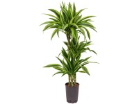 Hydropflanze Drachenbaum Lemon Lime Dracaena Topf Ø 18 cm / Höhe 95 cm