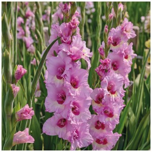Gladioli rosa-viola Zamora di Grow by OBI, 12 bulbi da fiore per aiuole e vasi.