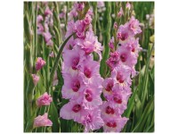 Grow by OBI Gladiolen Zamora Lila-Rosa 12 Stk. Grow by OBI Gladiolen Zamora Lila-Rosa 12 Stk.