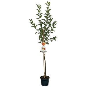 Mélange d'arbres fruitiers demi-tige en pot, env. 70 cm de haut. Diverses variétés de fruits pour jardin et terrasse.