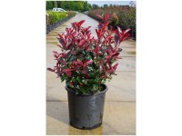 Glanzmispel Carré Rouge Photinia fraseri Kugel Topf 18 l