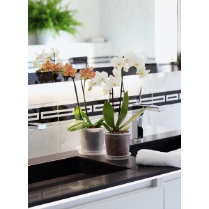 Due vasi per orchidee trasparenti (Ø 15cm) con orchidee su un mobile bagno.