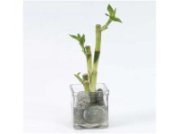 Glücksbambus Dracaena sanderiana Zen Arrangement in Glasvase