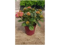Bauernhortensie Red Angel Hydrangea macrophylla Topf 6,5 l