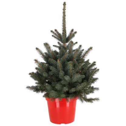 Blaue Stechfichte Super Blue Picea pungens Topf Ø 28 cm / Höhe 80 cm