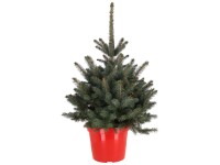 Blaue Stechfichte Super Blue Picea pungens Topf Ø 28 cm / Höhe 80 cm