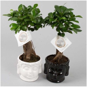 Fico Ginseng cinese in vaso Buddha (bianco e nero), bonsai da interno.