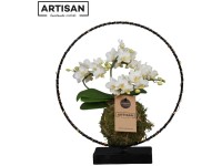 Schmetterlingsorchidee TrésOr Phalaenopsis im Ring 2-Trieber Weiss Topf Ø 7 cm Schmetterlingsorchidee TrésOr Phalaenopsis im Ring 2-Trieber Weiss Topf Ø 7 cm