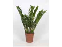 Glücksfeder Zamioculcas zamiifolia Topf Ø 17 cm