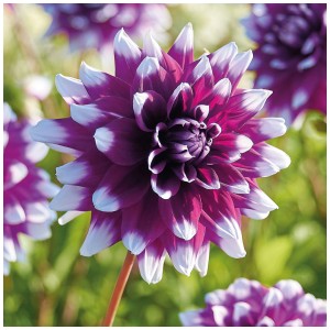 Primo piano di una Dahlia Mystery Day Grow by OBI con petali rosso-bianchi.