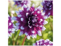 Grow by OBI Dahlie Mystery Day 1 Stk. Grow by OBI Dahlie Mystery Day 1 Stk.