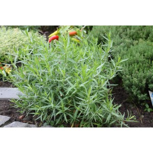 Estragon bio (Artemisia) frais et vert en pot, idéal comme herbe de cuisine.
