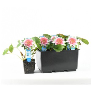 Ninfea 'Attraction' in vaso, fiore rosso con foglie verdi.