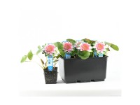 Seerose Attraction Rot Topf Ø 11 cm / 1 Stk.