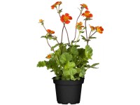 GROW by OBI Nelkenwurz Geum coccineum Topf Ø 13 cm