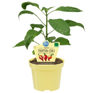 Blu Bio-Tropfen-Chili (Capsicum chinense) in vaso, foglie verdi, vaso giallo.