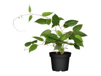 GROW by OBI Bio Weibliche Kiwi Red Jumbo Topf 3 l / Höhe 30 - 40 cm