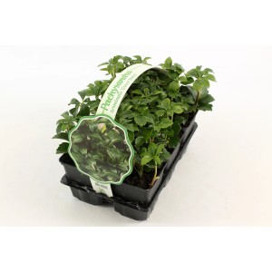 Couvre-sol Pachysandra Green Shee en pot de culture, persistant et rustique.