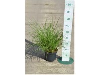 Chinaschilf Miscanthus sinensis Rotbraun Container 6 l Chinaschilf Miscanthus sinensis Rotbraun Container 6 l