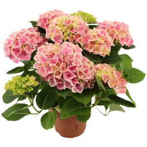 Ortensia Candy Heart in vaso, fiori rosa e foglie verdi.