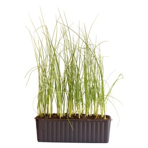 Poireau bio en barquette de 30, jeunes plants pour le jardin.
